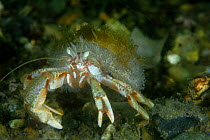 Common Hermit Crab (Pagurus bernhardus) in Whelk Shell, Cardigan Bay, Wales, UK 2007