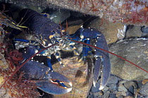 Common european lobster (Homarus gammarus) Wales, UK 2007