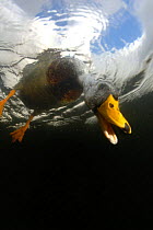 Male Mallard {Anas platyrhynchos} looking underwater for food, UK, 2006