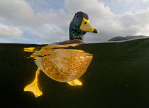 Male Mallard {Anas platyrhynchos} swimming on water, split level view, Wales, UK, 2006