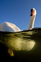 Mute Swan {Cygnus olor} split level, UK, 2006