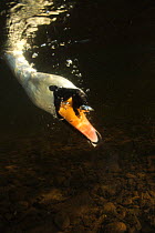 Mute Swan {Cygnus olor} looking for food underwater, UK, 2006