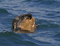 Grey Seal (Halichoerus grypus) eating a Thornback Ray (Raja clavata), Cardigan Bay, Wales, April 2007