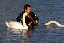 Graham Eaton photographing Mute swan {Cygnus olor} with underwater camera, Wales, UK, 2006