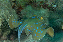 Ribbontail / Blue Spotted Stingray (Taeniura lymma) Red Sea, Egypt 2006