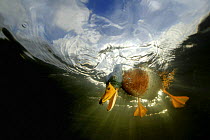 Mallard {Anas platyrhynchos} looking down from the water surface, view from underwater, Wales, UK, 2006