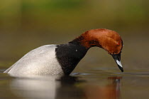 Male European pochard (Aythya ferina) about to dive for food, UK, 2007. Photographed on land where wild and captive birds coexist.