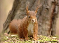 Red squirrel (Sciurus vulgaris) in woodland, UK, 2006