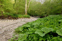 River Alyn dried up during the summer, Clwyd, Wales, UK, 2007. The River dissapears underground during dry summers, Mold, Clwyd, Wales, UK, May 2007
