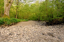 Dry riverbed of River Alyn during the summer. The River dissapears underground during dry summers, Mold, Clwyd, Wales, UK, May 2007