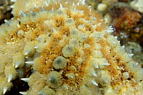 Close up of arm of Spiny Starfish (Marthasterias glacialis) Wales, UK 2007