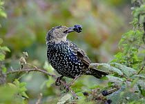 Juvenile Starling (Sturnus vulgaris) eating blackberry, UK, 2005