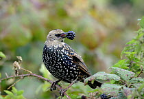 Juvenile Starling (Sturnus vulgaris) eating blackberry, UK, 2006