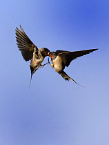 Female Barn swallow (Hirundo rustica) passing food to a sibling in flight, UK