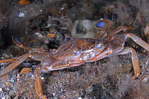 Swimming Crab (Liocarcinus depurator) Wales, UK, 2007