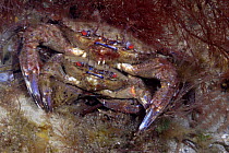 Male Velvet Swimming Crab (Liocarcinus / Necora puber) clasping smaller female prior to mating, Wales, UK 2007