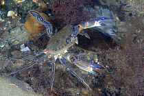 Male Velvet Swimming Crab (Liocarcinus / Necora puber) swimming, Wales, UK 2007