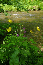 Welsh Poppy (Meconopsis cambrica) beside limestone Stream, Clwyd, Wales, UK, 2007
