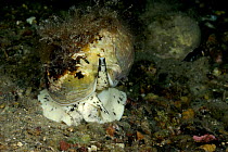 Common whelk {Buccinum undatum} showing syphon, Wales, UK,