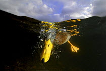 Male Mallard {Anas platyrhynchos} feeding underwater, Wales, UK
