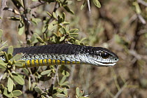 Boomslang {Dispholidus typus} Male, Little Karoo, South Africa