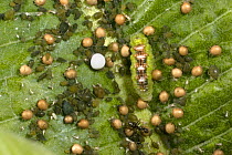 Hoverfly larva (Syrphidae sp.) and Aphids on milkweed leaf (Asclepias syriaca) Maryland, USA.