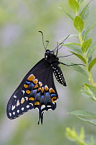 Black Swallowtail butterfly {Papilio polyxenes} resting on Goldenrod, Pennsylvania, USA