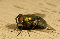 Blow Fly {Lucilla sp} Pennsylvania, USA