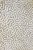 Close up of pattern on Brain coral, Virgin Islands