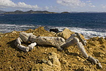 Coral Sculptures, Drunk Bay, St. John, Virgin Islands