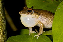 Red-eyed Coqui frog / Coqui Churi {Eleutherodactylus antillensis} male voalising, St. John, Virgin Islands