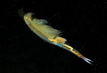 Fairy Shrimp {Eubranchipus sp} female with eggs visible inside her, vernal pool, Pennsylvania, USA