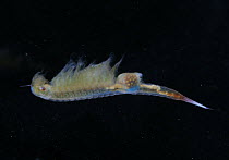 Fairy Shrimp {Eubranchipus sp} female with eggs visible inside her, vernal pool, Pennsylvania, USA