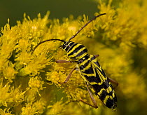 Locust Borer {Megacyllene robiniae} feeding on Goldenrod, Pennsylvania, USA