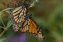 Monarch butterflies {Danaus plexippus} mating, Pennsylvania, USA