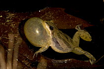 Western Chorus Frog {Pseudacris triseriata} male calling, Western, USA