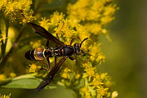 Northern Paper Wasp {Polistes fuscatus} on Goldenrod {Solidago sp} gathering nectar and pollinating, Pennsylvania,  USA