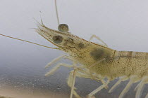 Grass Shrimp {Palaemonetes sp} from saltmarsh, Gulf Coast, Texas, USA