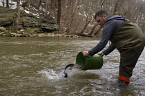 Releasing Trout into river to stock for fishing, Wissahickon Creek, Philadelphia, Pennsylvania, USA