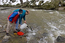 Releasing Trout into river to stock for fishing, Wissahickon Creek, Philadelphia, Pennsylvania, USA