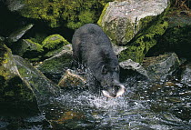 Black bear {Ursus americanus} catching salmon in Anan Creek river, Anan Creek, Alaska, USA