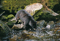 Black bear {Ursus americanus} fishing in Anan Creek river, Anan Creek, Alaska, USA
