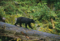Black bear {Ursus americanus} walking along a fallen tree, Anan Creek, Alaska, USA