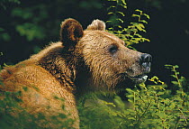 Brown bear {Ursus arctos horribilis} female, Anan Creek, Alaska, USA