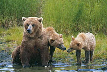 Brown bear {Ursus arctos horribilis} mother with cubs at Brooks River, Katmai National Park, Alaska, USA