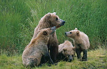Brown grizzly bear {Ursus arctos horribilis} mother with cubs at Brooks River, Katmai National Park, Alaska, USA