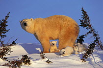 Polar bear {Ursus maritimus} mother with three spring cubs, Wapusk National park, Churchill, Manitoba, Canada