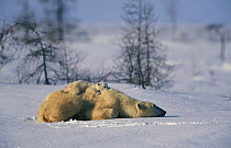 Polar bear {Ursus maritimus} cub climbing on resting mother, Wapusk National park, Churchill, Manitoba, Canada