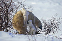 Polar bear {Ursus maritimus} mother with three spring cubs, Wapusk National park, Churchill, Manitoba, Canada