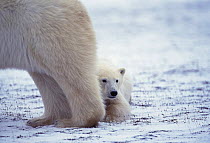 Polar bear {Ursus maritimus} cub peering out from behind mother, Churchill, Manitoba, Canada